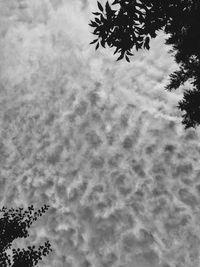 Low angle view of tree against sky