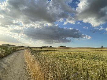 Scenic view of agricultural field against sky