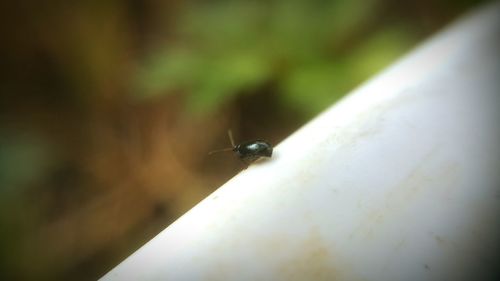 Close-up of ladybug