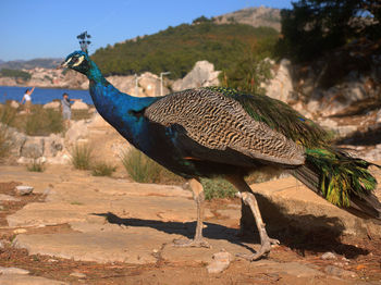 Close-up of peacock on tree