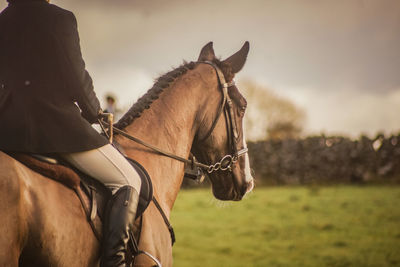 Side view of horse on field