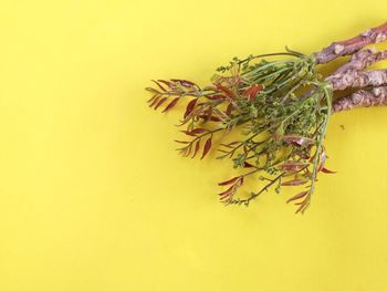 Close-up of plant against yellow wall