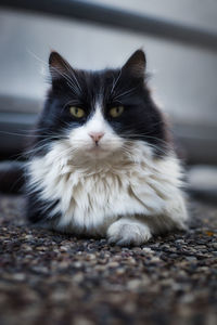 Close-up portrait of a cat