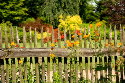 Close-up of butterflies perching on plant