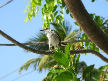 Low angle view of bird perching on branch