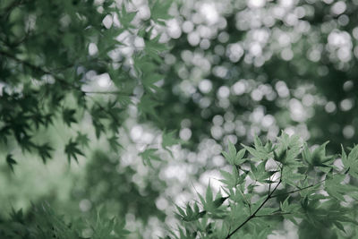 Low angle view of leaves on tree branches 