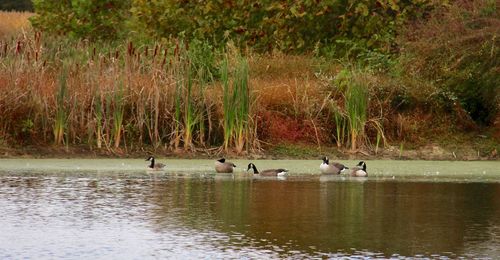 Ducks swimming in lake