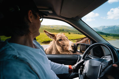 Midsection of a horse in car