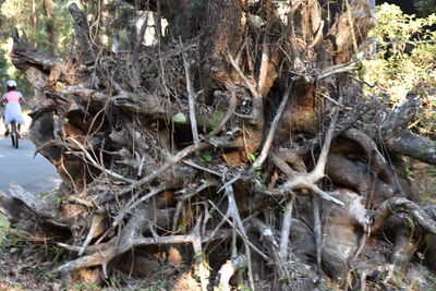 View of tree trunk