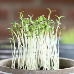 Close-up of plant in water