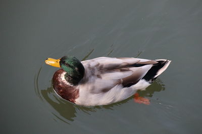 High angle view of duck swimming in lake