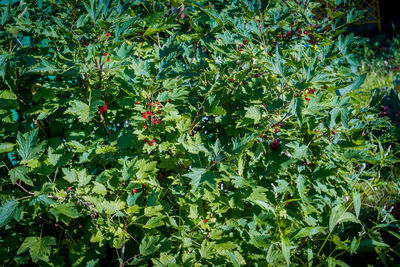 Full frame shot of plants