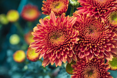 Close-up of red flowering plant