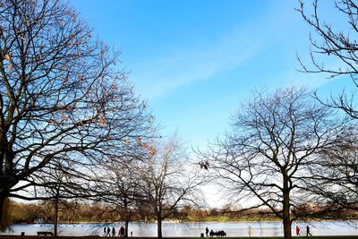 Bare trees against blue sky during winter