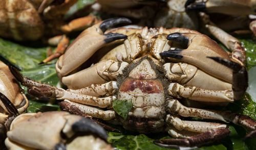 Close-up of crab