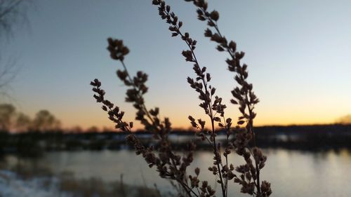 Silhouette plants by lake against sky during sunset