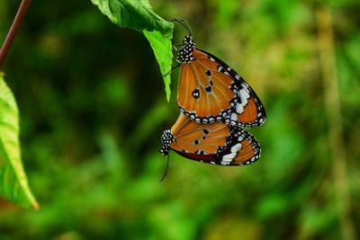 Close-up of butterfly pollinating flower