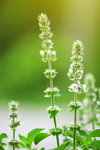 Close-up of flowering plant