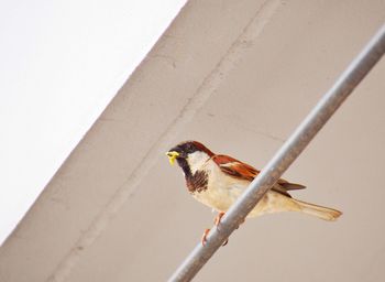 Low angle view of bird perching on wall