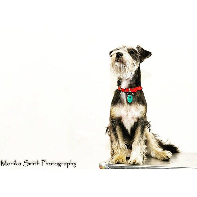 animal themes, dog, one animal, domestic animals, white background, portrait, copy space, mammal, pets, clear sky, looking at camera, front view, animal head, studio shot, art and craft, animal representation, no people, close-up, humor, sitting