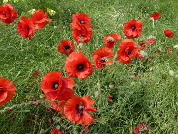 Close-up of red poppy flowers blooming on field