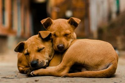 Portrait of a dog resting