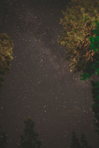 Close-up of tree at night