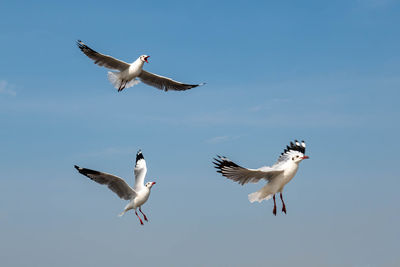 Beautiful seagulls flying in the blue sunny sky.