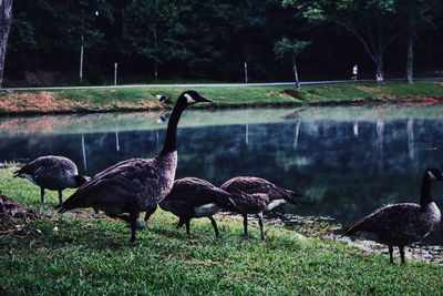 Side view of birds on lakeshore