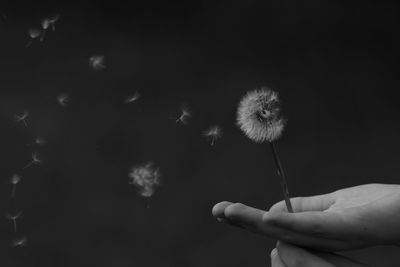 Person holding dandelion against black background