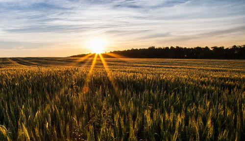 Scenic view of agricultural field against sky during sunset