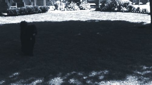 Grass growing on field