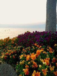 Flowers blooming by sea against clear sky