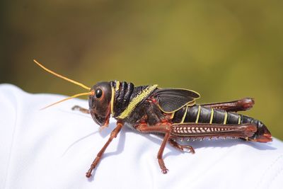 Close-up of insect grasshopper 