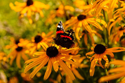 Close-up of butterfly pollinating on flower