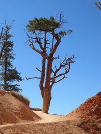 Low angle view of tree against clear blue sky