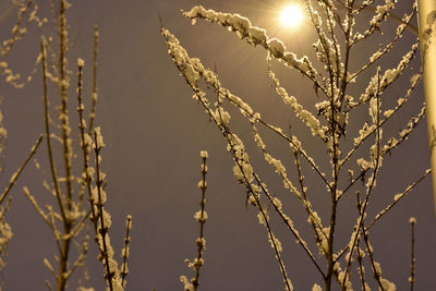 Close-up of snow covered dried plants against sky