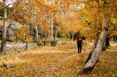 Rear view of man walking amidst trees during autumn