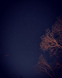 Low angle view of tree against sky at night