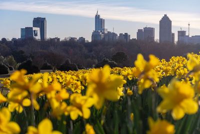 Yellow flowers growing on land by buildings against sky