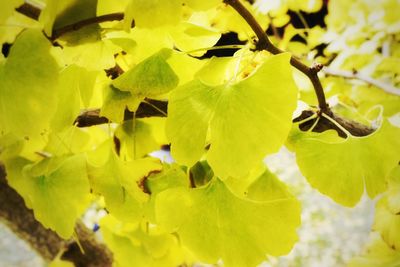 Close-up of yellow leaves on plant