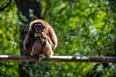 An intelligent capuchin monkey who poses as the thinker sitting on a branch