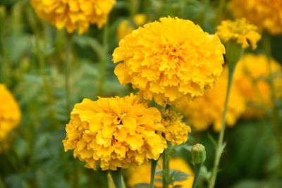 Close-up of yellow marigold blooming outdoors