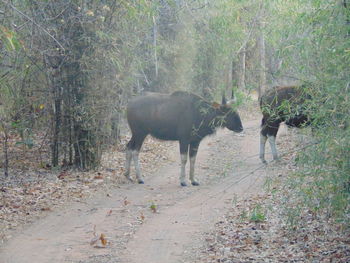 Horses in a forest