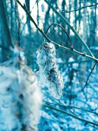 Close-up of frozen plant on tree during winter