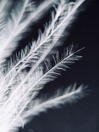 Close-up of feather