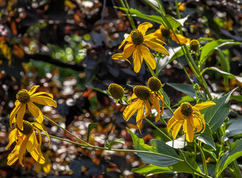 Close-up of yellow flowering plant