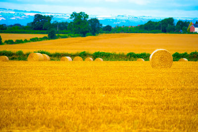 Hay bales in field