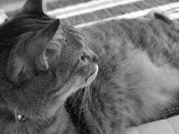 Close-up of a cat looking away