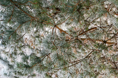 Close-up of pine tree branch during winter